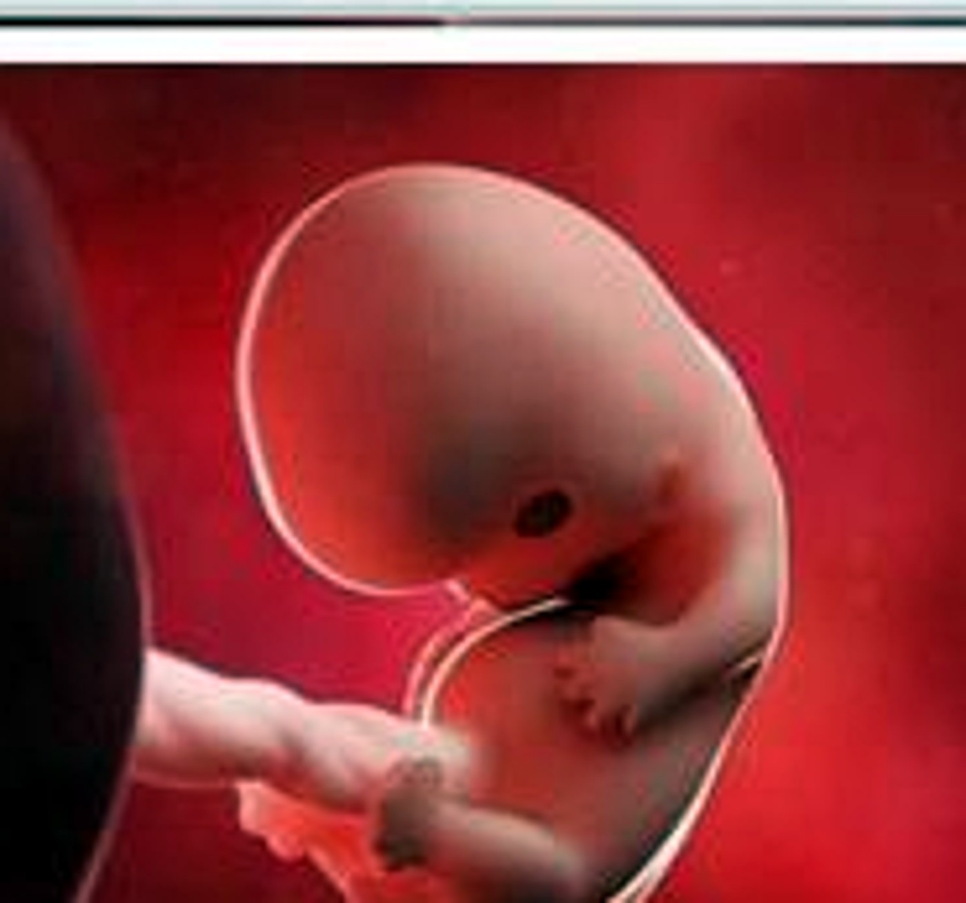 Ilustración de embarazo (divulgación)